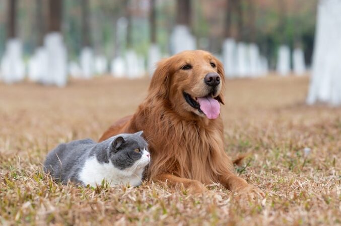 Golden Retriever brincando em um campo, com pelagem dourada e alegre expressão.