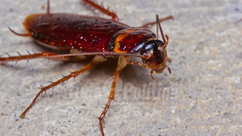 naftalina espanta barata