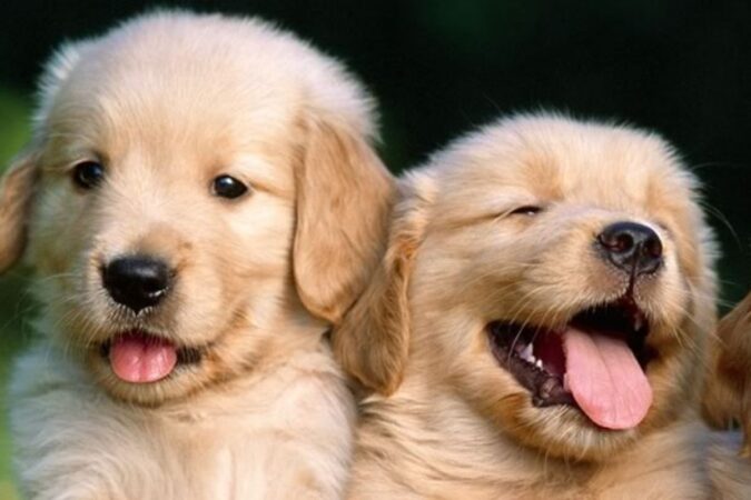 Filhote de Golden Retriever em canis certificados