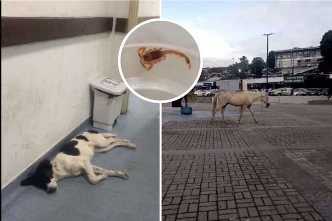 Controle de Zoonoses em Simões Filho: Descaso e Riscos à Saúde Pública