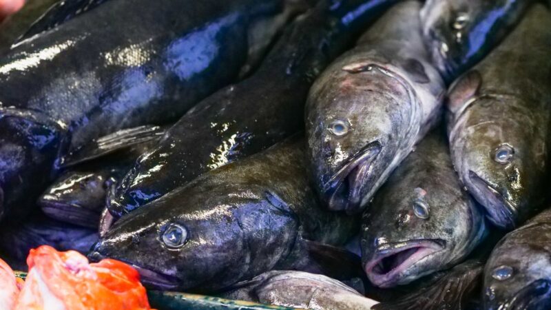 Prefeitura de Simões Filho distribui 60 toneladas de peixe na Semana Santa Solidária 2025