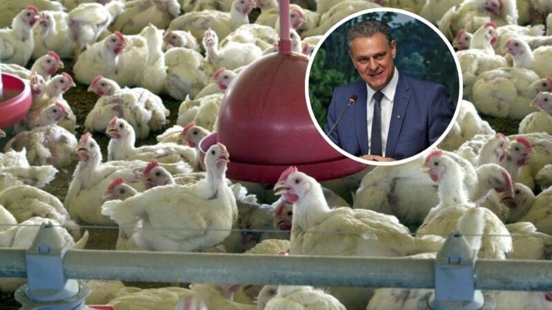 Brasil pode retomar exportações de carne de frango em até 28 dias, diz ministro