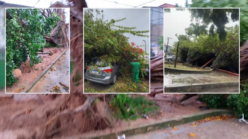Quedas de árvores e alagamentos afetam diversos bairros de Simões Filho