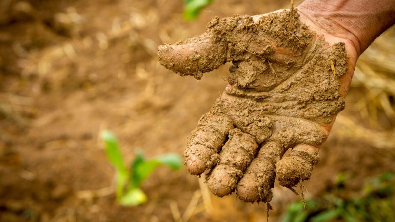 Agricultores e gestores participam da 1ª conferência rural sustentável em Simões Filho