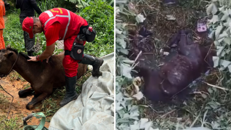 Resgate de cavalo em córrego mobiliza Bombeiro Motta em Simões Filho