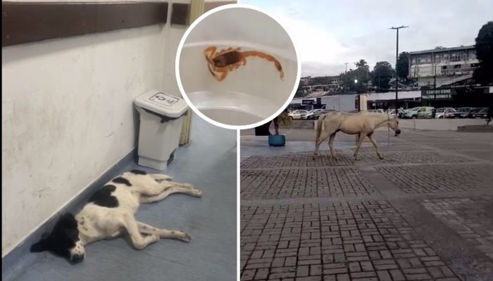 Controle de Zoonoses em Simões Filho: Descaso e Riscos à Saúde Pública