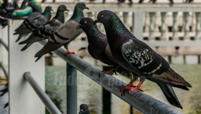 Espantar pombos: Plantas repelentes de pombos como lavanda e hortelã