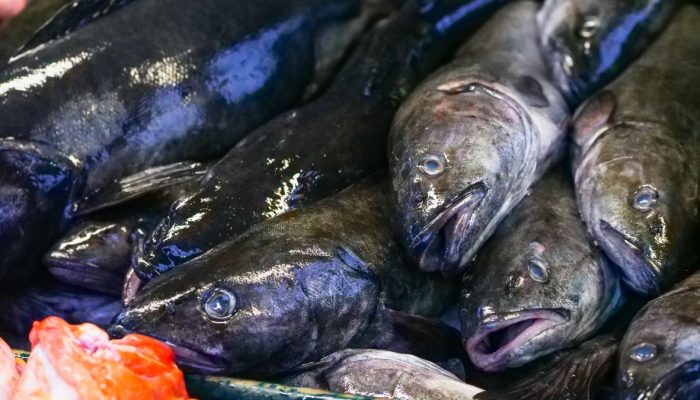 Prefeitura de Simões Filho distribui 60 toneladas de peixe na Semana Santa Solidária 2025