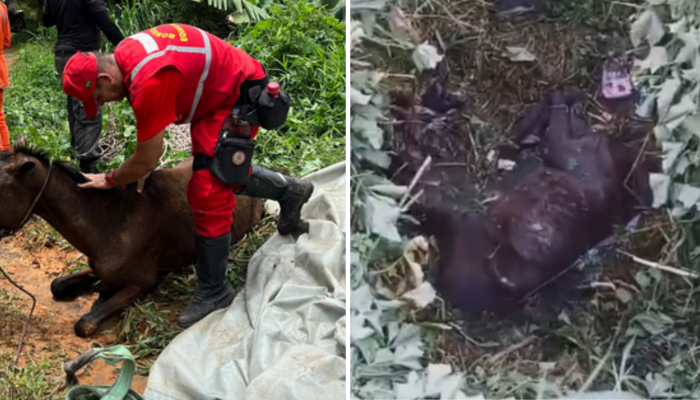 Resgate de cavalo em córrego mobiliza Bombeiro Motta em Simões Filho